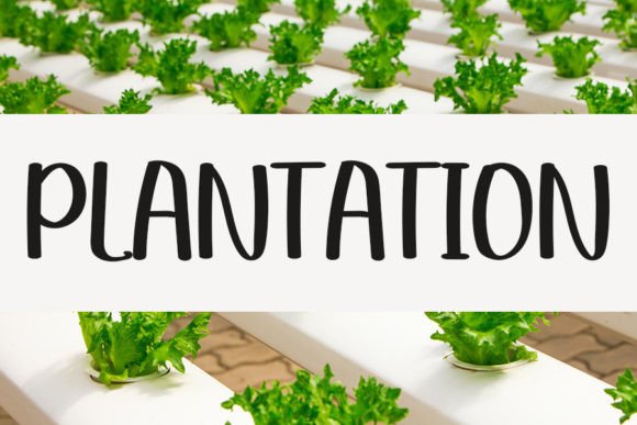 The Plantation Font: A Handwritten Typeface for Building Your Brand